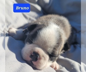 Boston Terrier Puppy for sale in POMEROY, OH, USA