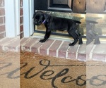 Puppy Puppy 2 Cane Corso