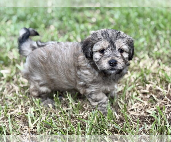 Medium Photo #2 Mutt Puppy For Sale in Rosenberg, TX, USA