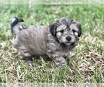 Small #1 Mutt
