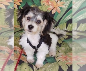 Havamalt Puppy for sale in WINSTON SALEM, NC, USA