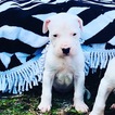 Small Photo #1 Dogo Argentino Puppy For Sale in LUTZ, FL, USA
