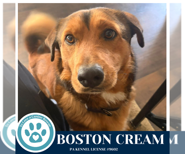 Medium Photo #2 Mutt Puppy For Sale in Kimberton, PA, USA