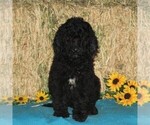 Small Photo #2 Goldendoodle-Poodle (Standard) Mix Puppy For Sale in NEW PROVIDENCE, PA, USA