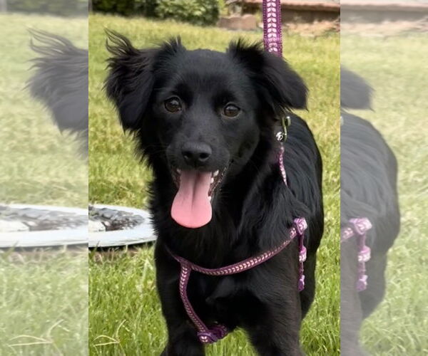 Medium Photo #1 Chihuahua-Spaniel Mix Puppy For Sale in Lake Elsinore, CA, USA