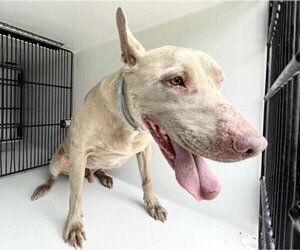 Staffordshire Bull Terrier Dogs for adoption in Houston, TX, USA