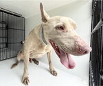 Small Staffordshire Bull Terrier
