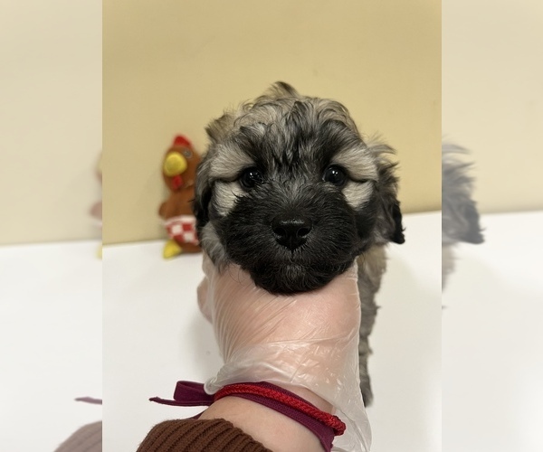 Medium Photo #6 Bichpoo Puppy For Sale in ROSEMEAD, CA, USA