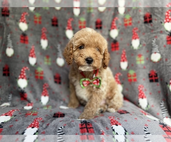 Medium Photo #7 Cock-A-Poo Puppy For Sale in LAKELAND, FL, USA