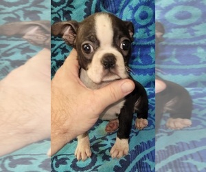 Boston Terrier Puppy for sale in OKEECHOBEE, FL, USA
