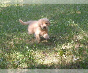 Golden Retriever Puppy for sale in CROSSVILLE, TN, USA