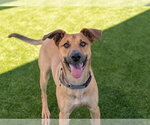 RANDY - Male German Shepherd Dog-Unknown Mix Dog for Adoption - Small photo