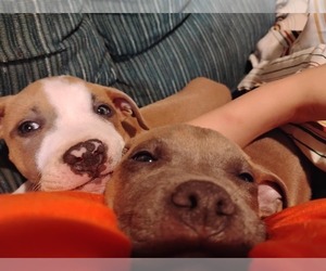 American Pit Bull Terrier Puppy for Sale in LEITCHFIELD, Kentucky USA