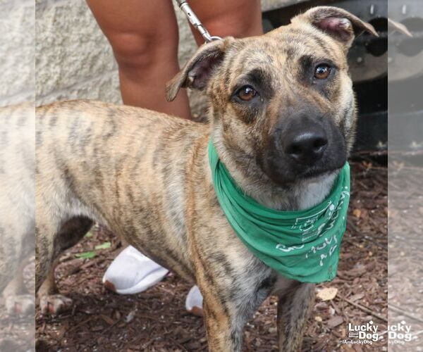 Medium Photo #3 Plott Hound-Retriever  Mix Puppy For Sale in Washington, DC, USA