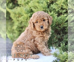 Goldendoodle (Miniature) Puppy for sale in KINZERS, PA, USA