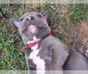 American Pit Bull Terrier Puppy for sale in DELAWARE, OH, USA