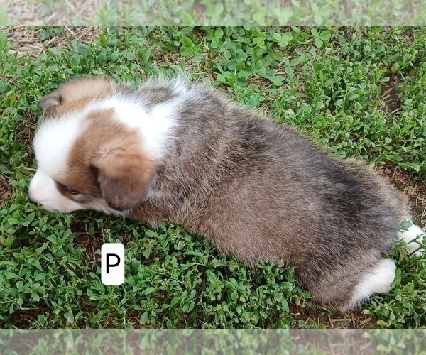 Medium Photo #3 Pembroke Welsh Corgi Puppy For Sale in REDKEY, IN, USA