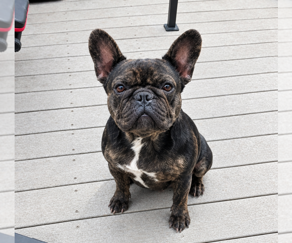 Medium Photo #1 French Bulldog Puppy For Sale in LINCOLN, NE, USA