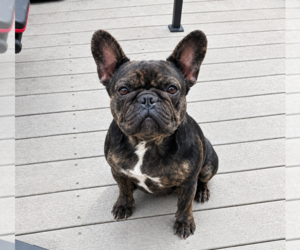 Mother of the French Bulldog puppies born on 06/29/2026