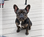 Small Photo #1 French Bulldog Puppy For Sale in LINCOLN, NE, USA