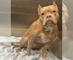 *FERNANDA - Female American Staffordshire Terrier Dog for Adoption - Small photo