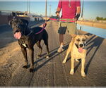 Small #2 Mastiff Mix