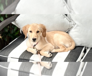 Golden Retriever Dogs for adoption in West Hollywood, CA, USA