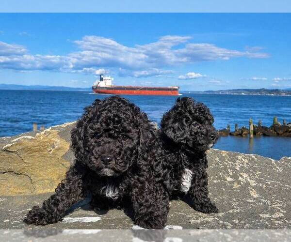 Medium Photo #5 Goldendoodle (Miniature) Puppy For Sale in ASTORIA, OR, USA