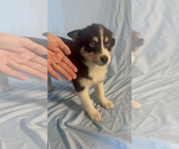 Medium Photo #5 Pomsky-Shiba Inu Mix Puppy For Sale in NASHUA, NH, USA