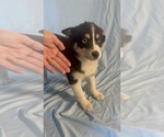 Small Photo #5 Pomsky-Shiba Inu Mix Puppy For Sale in NASHUA, NH, USA