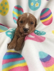 Goldendoodle (Miniature) Puppy for sale in BELVIDERE, IL, USA
