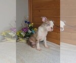 Small #1 Boston Terrier