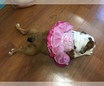 Small Photo #11 Bulldog Puppy For Sale in GLENDALE, AZ, USA