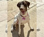 Small Photo #4 German Shorthaired Pointer Puppy For Sale in Corona, CA, USA