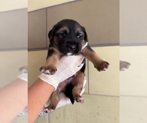 German Shepherd Dog-Unknown Mix Dogs for adoption in Riverside, CA, USA