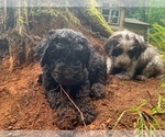 Small Photo #2 Labradoodle Puppy For Sale in ARLINGTON, WA, USA