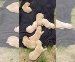 Small #3 Labrador Retriever