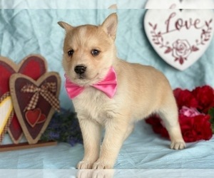 Ausky Puppy for sale in LANCASTER, PA, USA