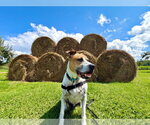 Small Photo #4 Mutt Puppy For Sale in Gloversville, NY, USA
