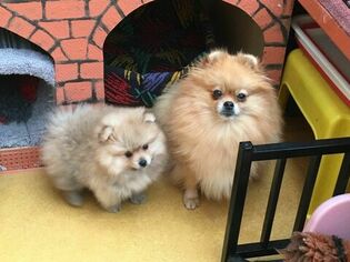 Pomeranian Puppy for sale in MADISON, WI, USA