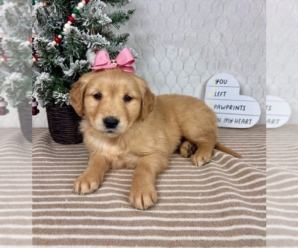 Medium Photo #6 Golden Retriever Puppy For Sale in GREENFIELD, IN, USA
