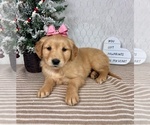 Small #5 Golden Retriever