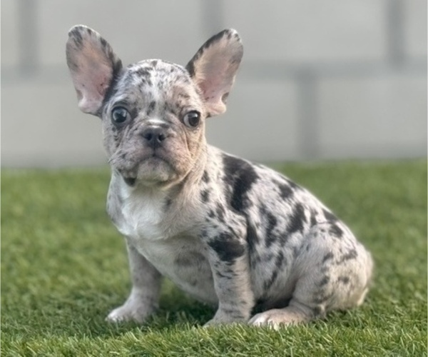 Medium Photo #3 French Bulldog Puppy For Sale in ATLANTA, GA, USA