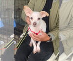 Cain - Male Chihuahua-Unknown Mix Dog for Adoption - Small photo