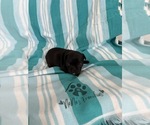 Small #2 French Bulldog