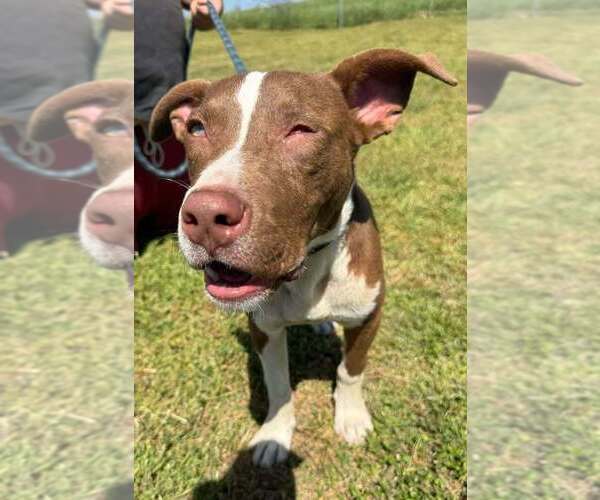 Medium Photo #3 Mutt Puppy For Sale in Abbeville, LA, USA