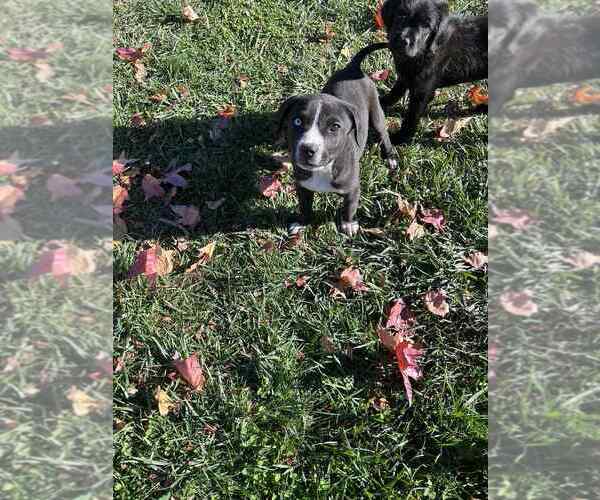 Medium Photo #2 Staffordshire Bull Terrier-Unknown Mix Puppy For Sale in Aurora, IN, USA