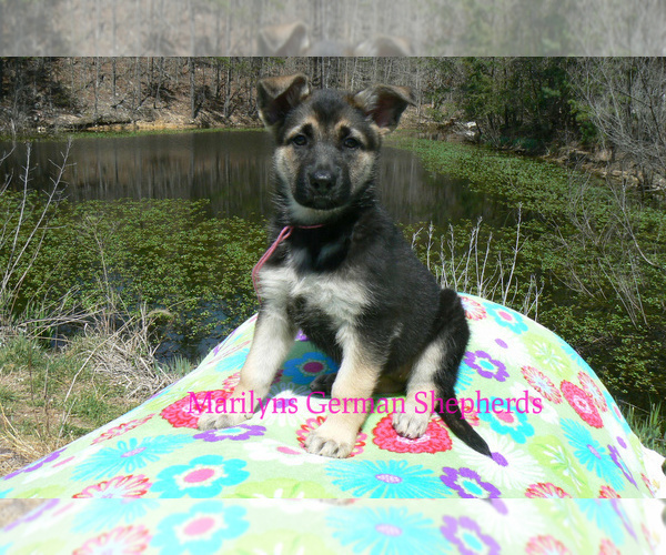 Medium Photo #4 German Shepherd Dog Puppy For Sale in PIEDMONT, MO, USA