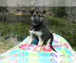 Small #3 German Shepherd Dog