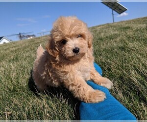 Maltipoo Puppy for sale in FREDERICKSBURG, OH, USA